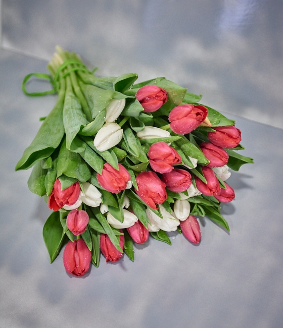 Букет из 35 красных и белых тюльпанов