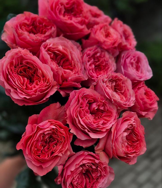 Пионовидная розовая роза X pression