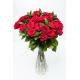 Роскошные розы эквадор 25 шт